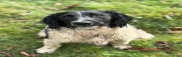 English Springer Spaniel dogs for stud: Elishade Misty Horizon (Dipper) - Advert 3