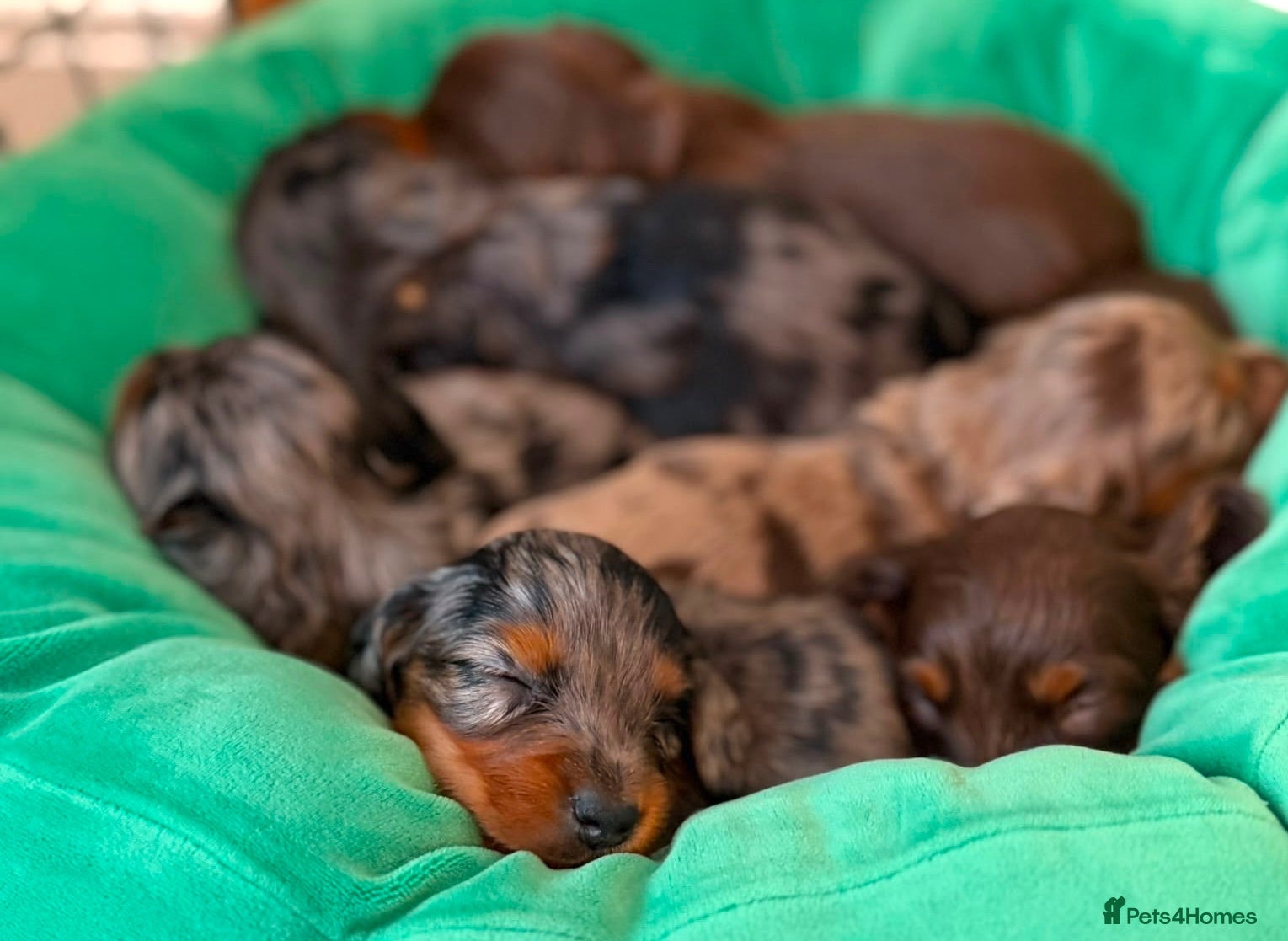 Miniature Dachshund dogs 🐾 𝓢𝓽𝓾𝓷𝓷𝓲𝓷𝓰 𝓜𝓲𝓷𝓲 𝓓𝓪𝓬𝓱𝓼𝓱𝓾𝓷𝓭𝓼 - Advert 14