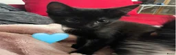 Mixed Breed cats for sale: 😻💚🩵💙🧡💛😻 - Advert 29