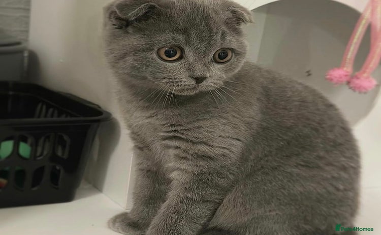 Scottish Fold cats - Advert 1