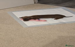 Miniature Dachshund dogs for sale: Chocolate/Tan puppy Esme - Image 5