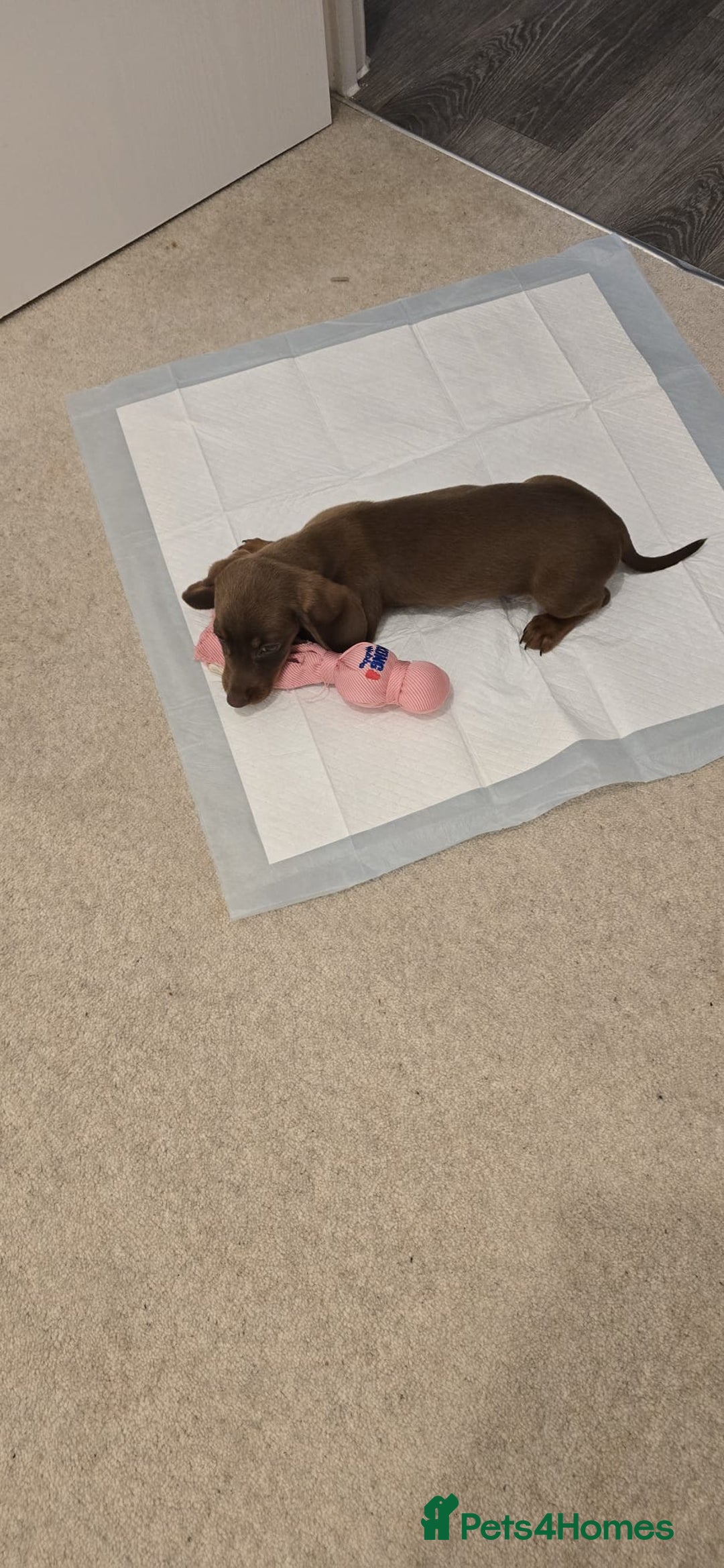 Miniature Dachshund dogs for sale: Chocolate/Tan puppy Esme - Image 5