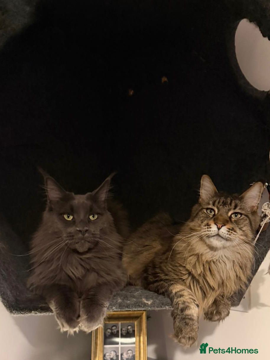 Maine Coon cats Maine coon x2 brothers  - Advert 2