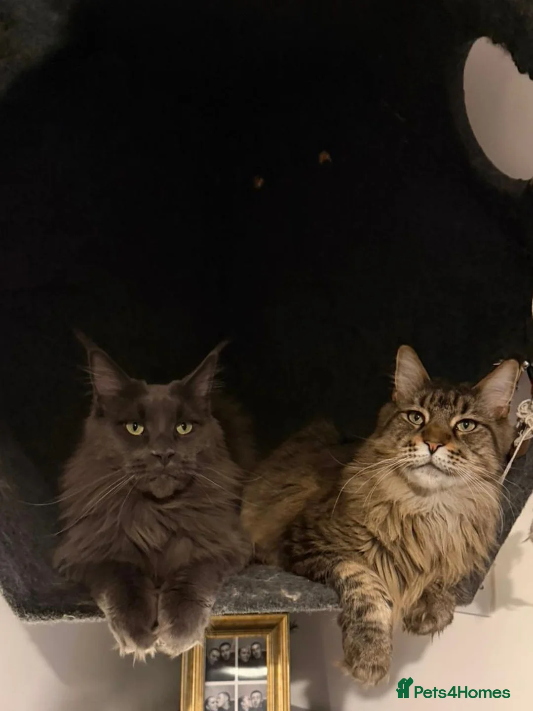 Maine Coon cats for sale: Maine coon x2 brothers  in Peterborough - Advert 1