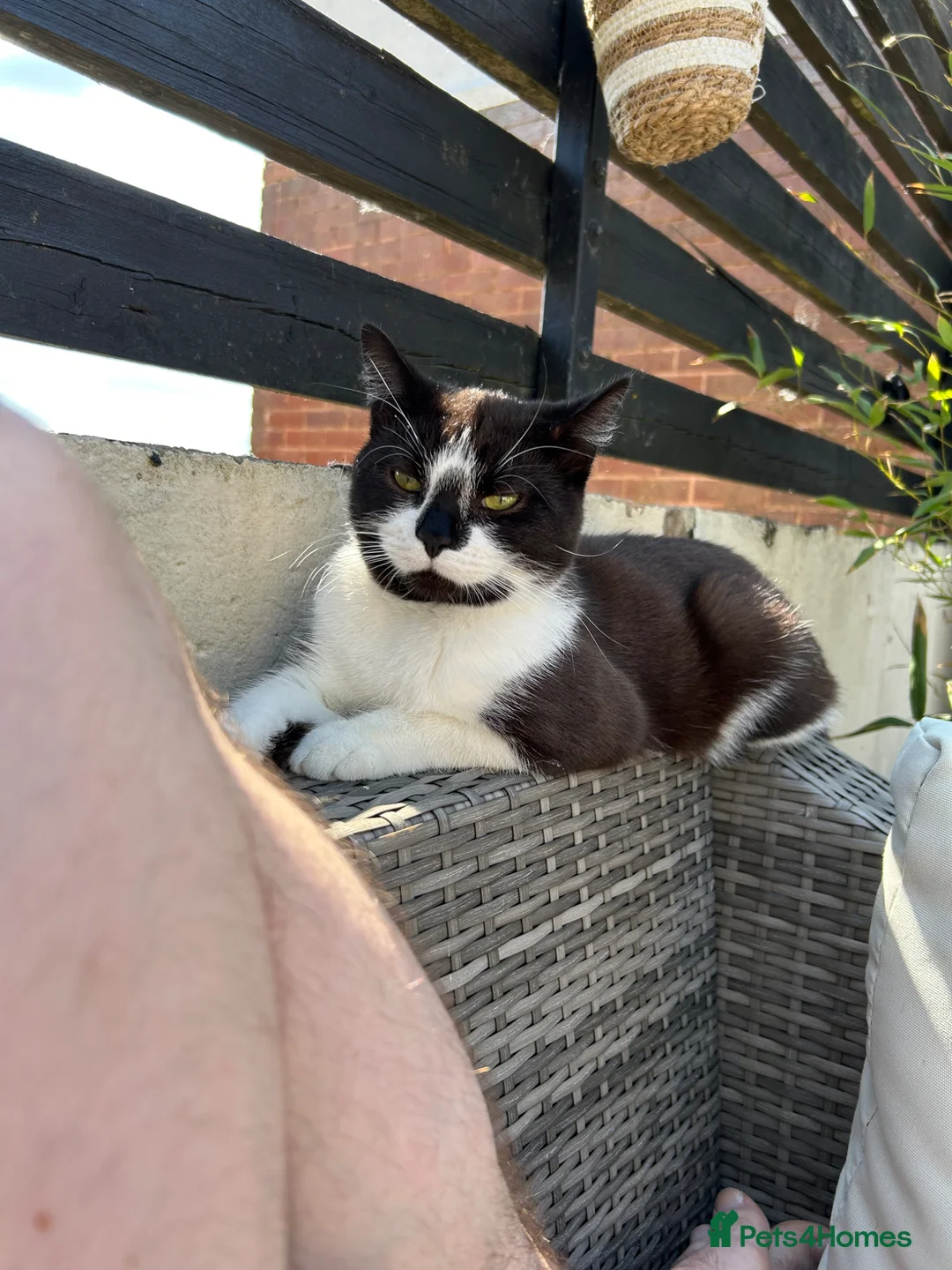 Mixed Breed cats for sale: Meet Meela - Advert 3