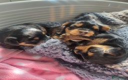 Yorkshire Terrier dogs for sale: 3 yorkshire terrier puppies - Image 5