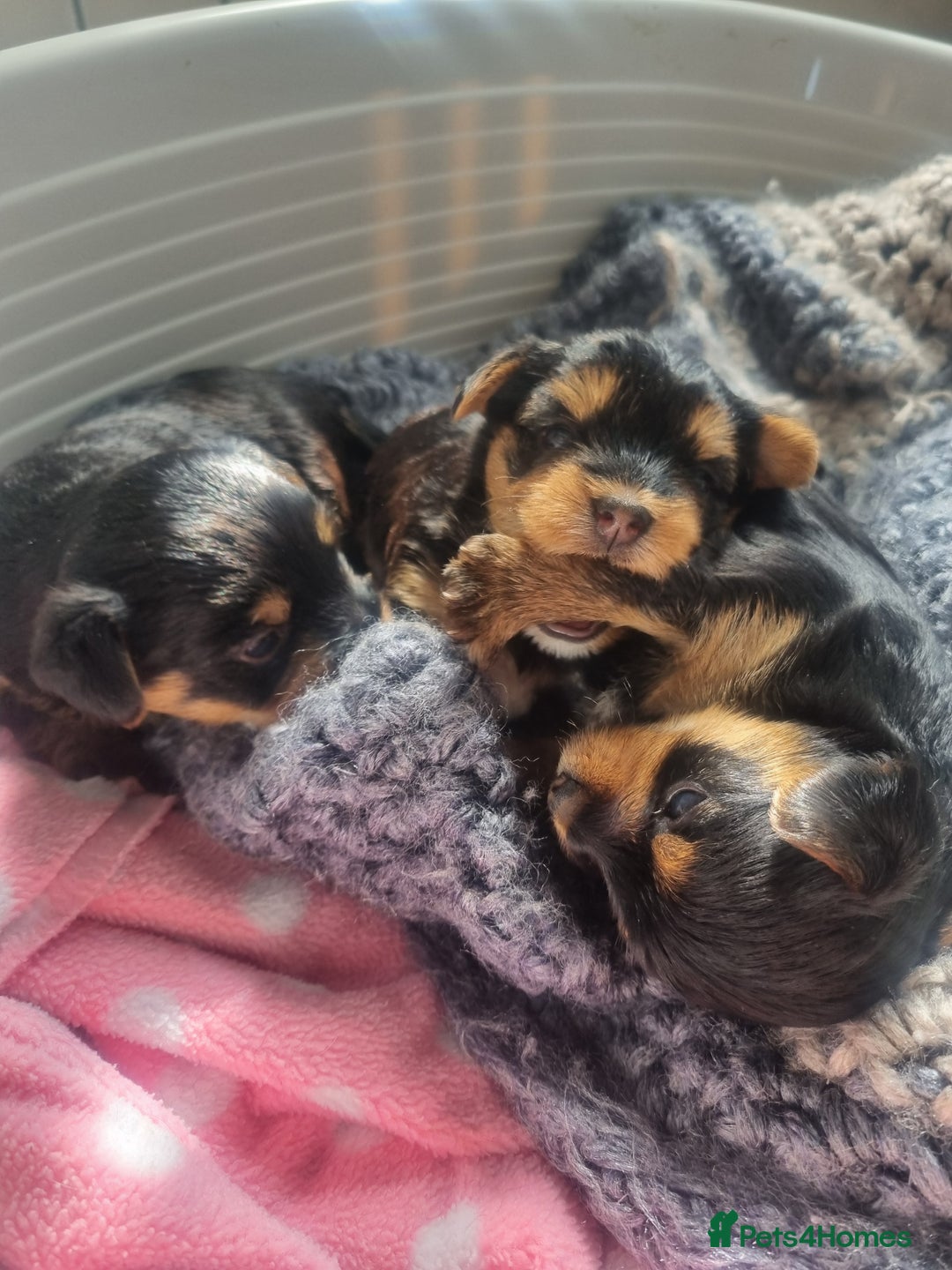 Yorkshire Terrier dogs for sale: 3 yorkshire terrier puppies - Image 5