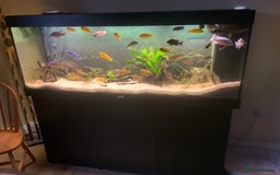 Cichlids fish for sale: Assorted Malawi Cichlids - Image 3