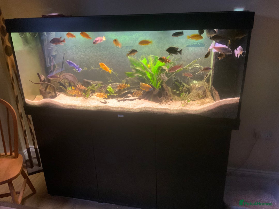 Cichlids fish for sale: Assorted Malawi Cichlids - Image 3