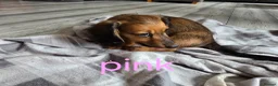 Dachshund dogs for sale: Miniature dachshunds  - Advert 6