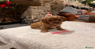 Cavapoo dogs Gorgeous litter of F1 Cavapoo puppies  - Advert 3