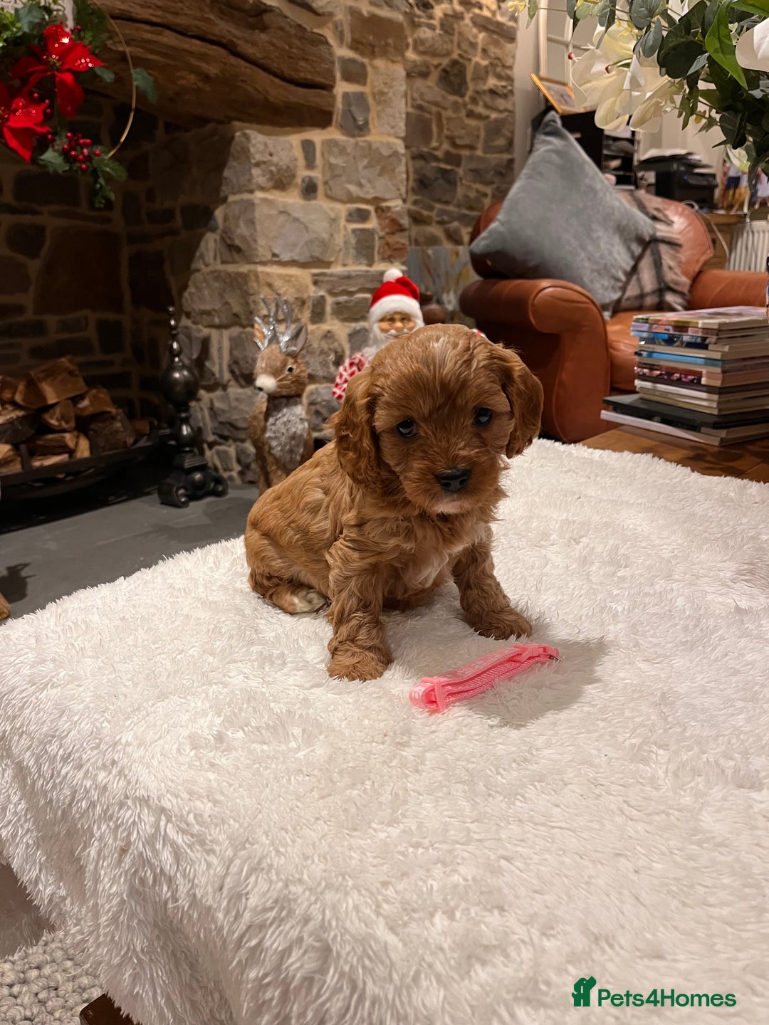 Cavapoo dogs for sale: Gorgeous litter of F1 Cavapoo puppies  - Advert 3