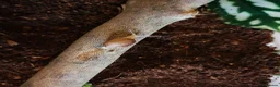Snails invertebrates for sale: Precious little snails for sale  - Advert 8