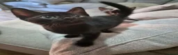 Burmese cats for sale: Burmese x Russian Blue - Advert 3