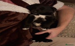 Mixed Breed dogs for sale: Lab x collie bitch  - Image 3