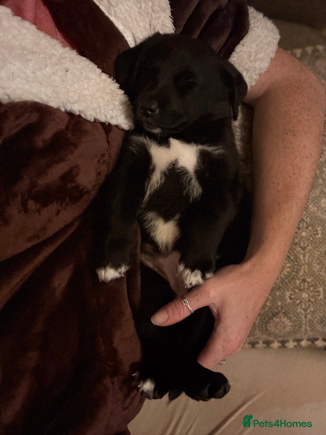 Mixed Breed dogs for sale: Lab x collie bitch  - Image 3