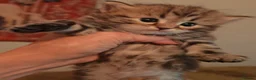 Siberian cats for sale: Pure Traditonal Siberian from GCCF parents - Advert 18
