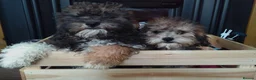 Poochon dogs for sale: Poochon puppies beautiful girls fully vaccinated  - Advert 1