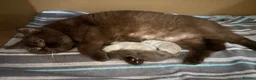 British Shorthair cats for sale: Chocolate and lilac British short hair kittens in Aylesford - Advert 36