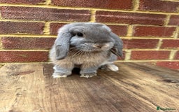 Mini Lop rabbits for sale: 5 month old male lilac otter - vaccinated - Image 2