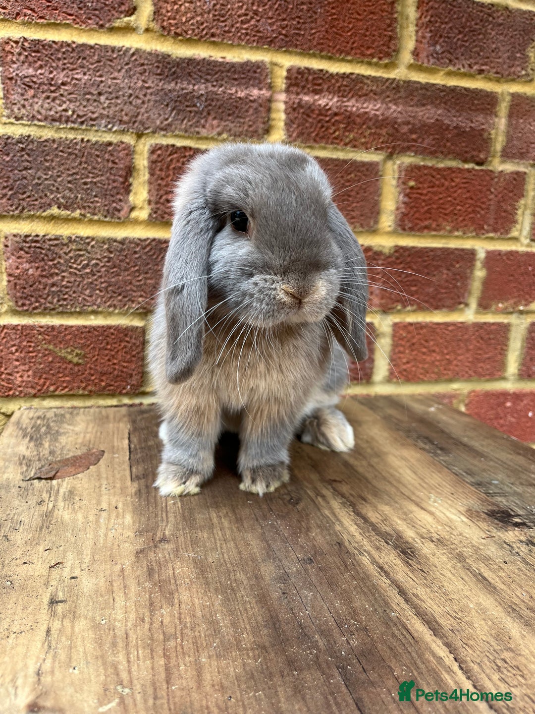 Mini Lop rabbits for sale: 5 month old male lilac otter - vaccinated - Image 2