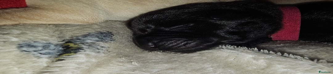 Black Girl Puppy (Dark Pink Collar)