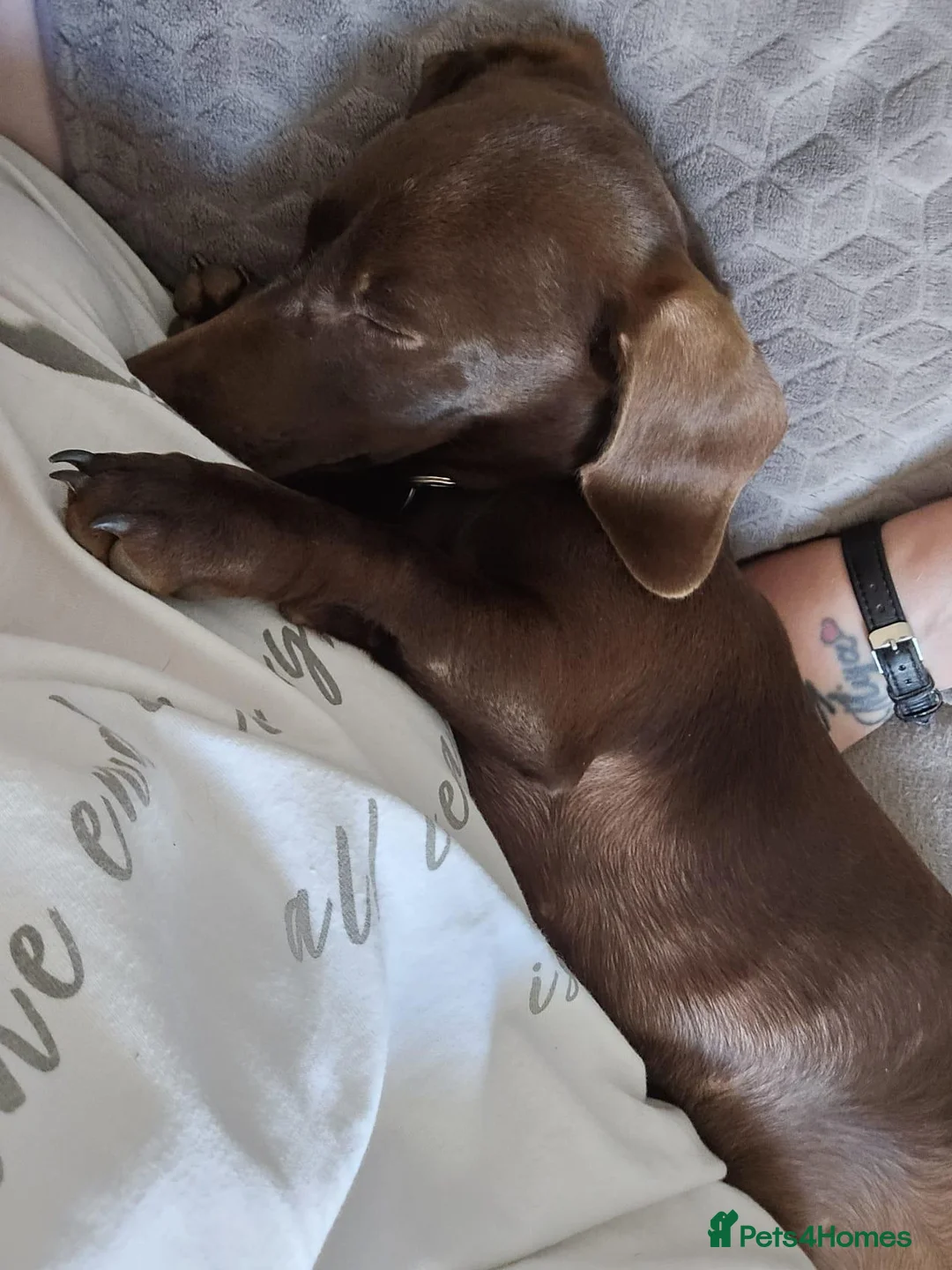Dachshund dogs for sale: Rehome our Dachshund in Brighton - Advert 2