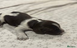 Sprocker dogs for sale: Beautiful sprockers  - Image 24