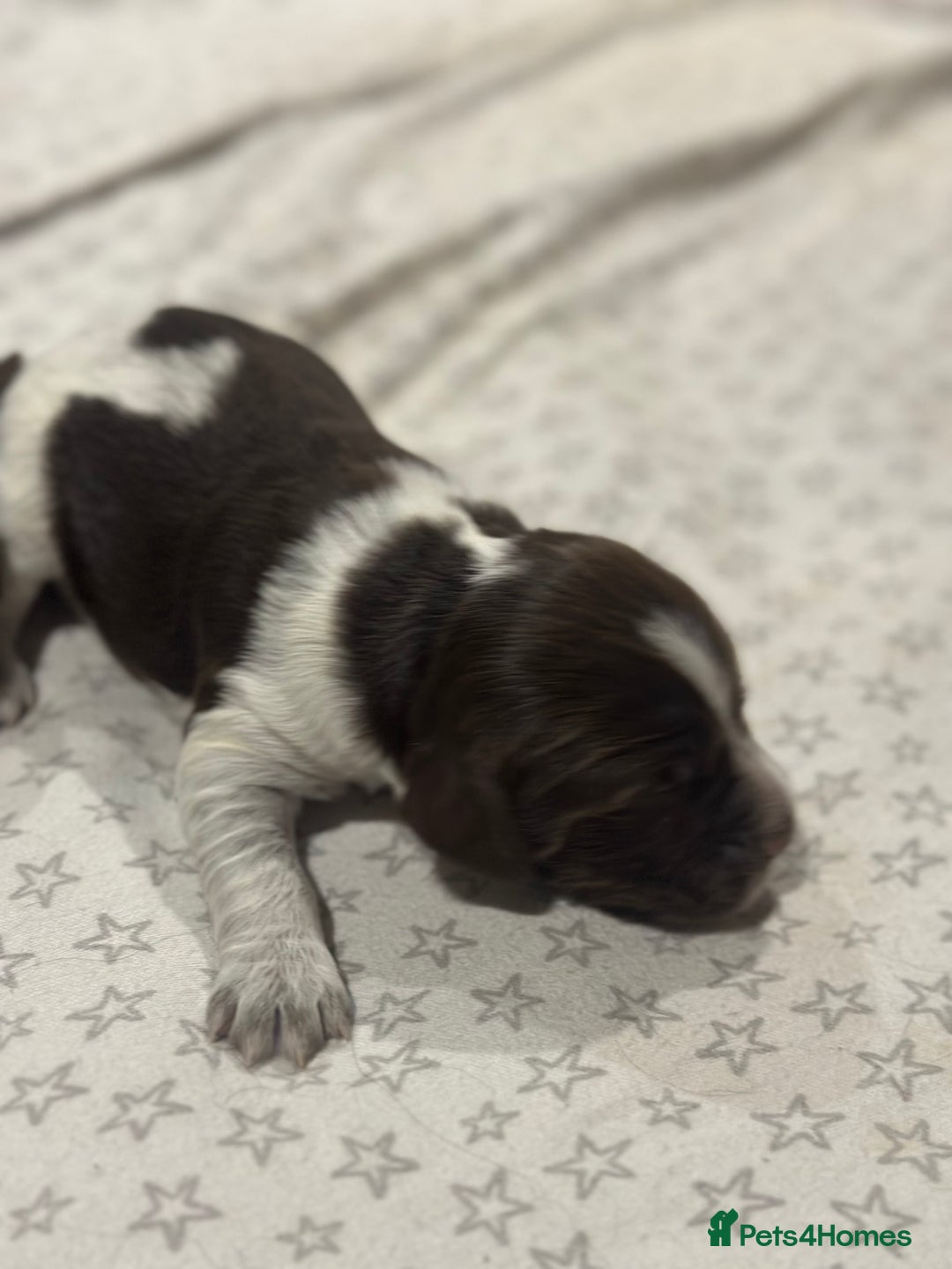 Sprocker dogs for sale: Beautiful sprockers  - Image 24