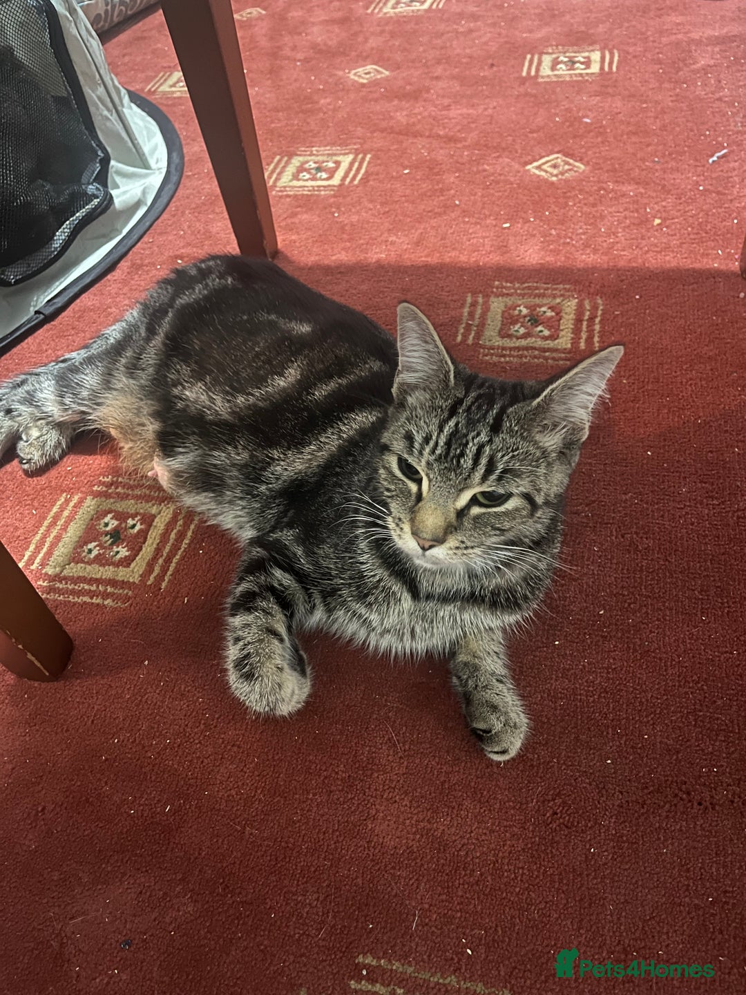 Mixed Breed cats for sale: 🐱 Gorgeous Kittens For Sale🐱 - Image 16