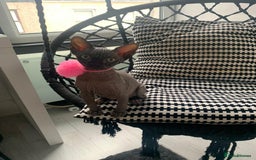 Sphynx cats for sale: 4 years Tica Active girl never breed - Image 8
