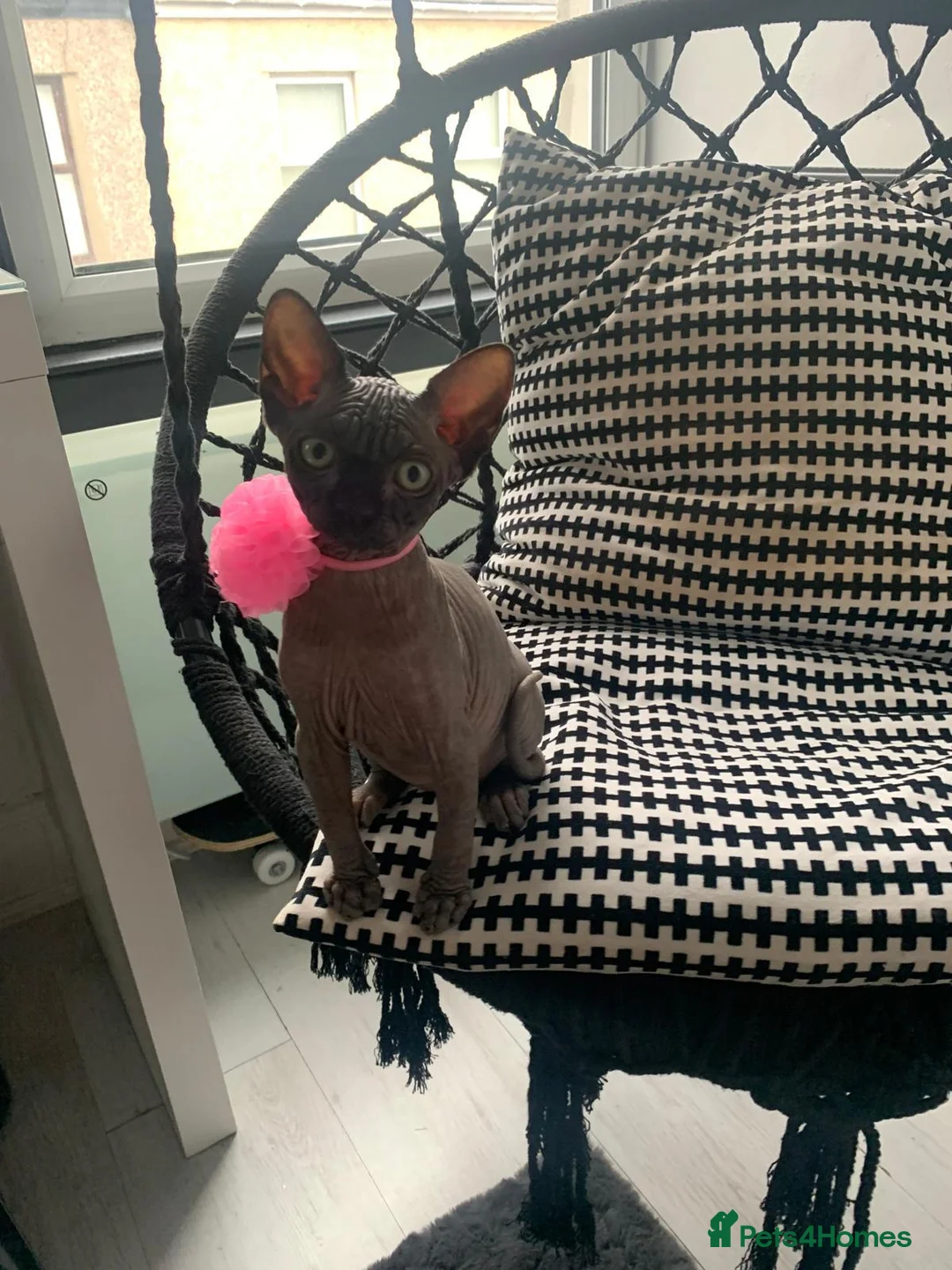 Sphynx cats for sale: 4 years old beautiful girl.  - Advert 10