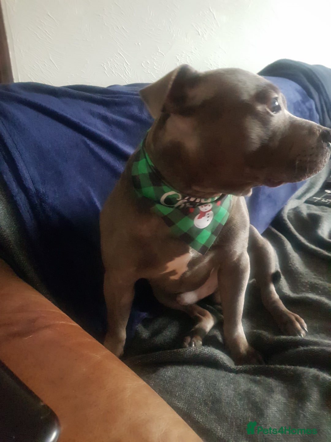 Staffordshire Bull Terrier dogs for stud: Meho stud dog - Advert 7