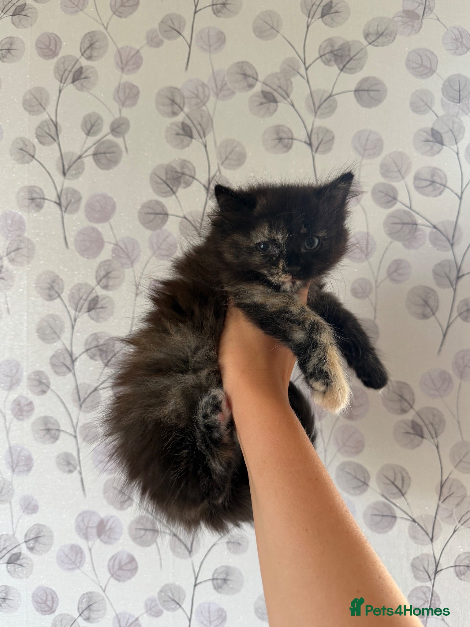 Mixed Breed cats Beautiful Fluffy Calico kittens - Advert 2