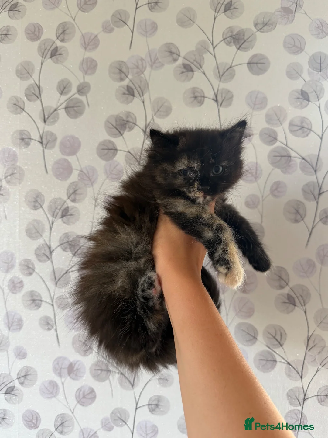 Mixed Breed cats for sale: Beautiful Fluffy Calico kittens in Wellingborough - Advert 1