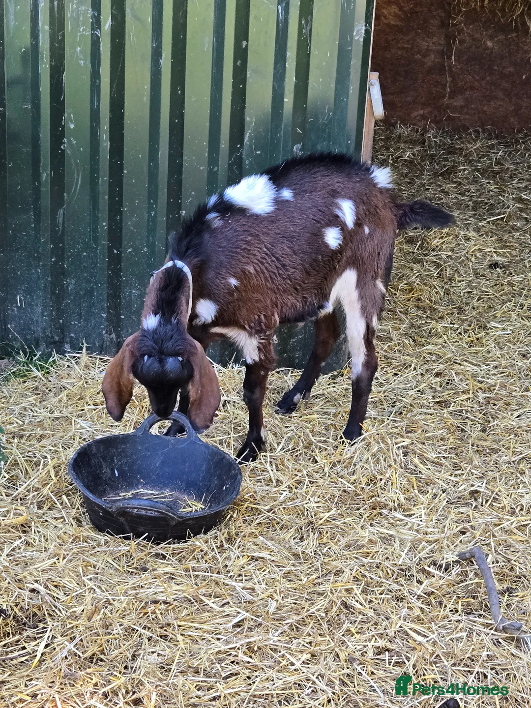 Goats livestock for sale: Pedigree Anglo Nubian Billy and Nannies - Advert 1