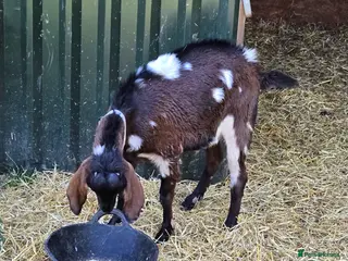 Goats livestock for sale: Pedigree Anglo Nubian Billy and Nanny - Advert 4