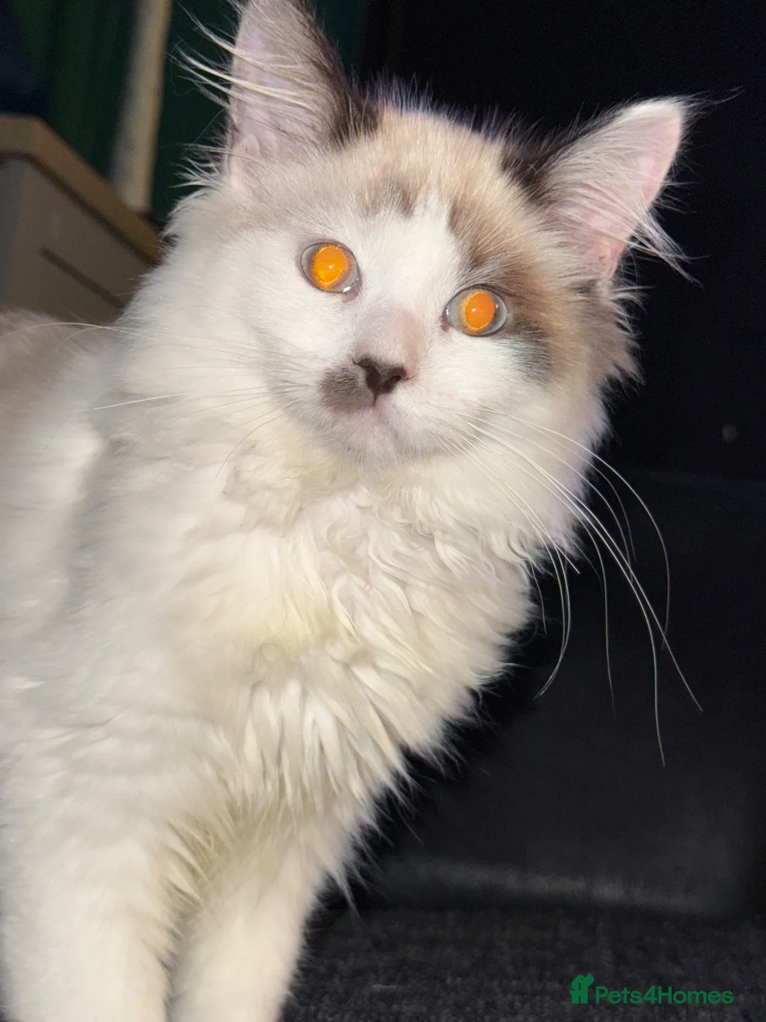 Ragdoll cats for sale: Male ragdoll - Advert 2