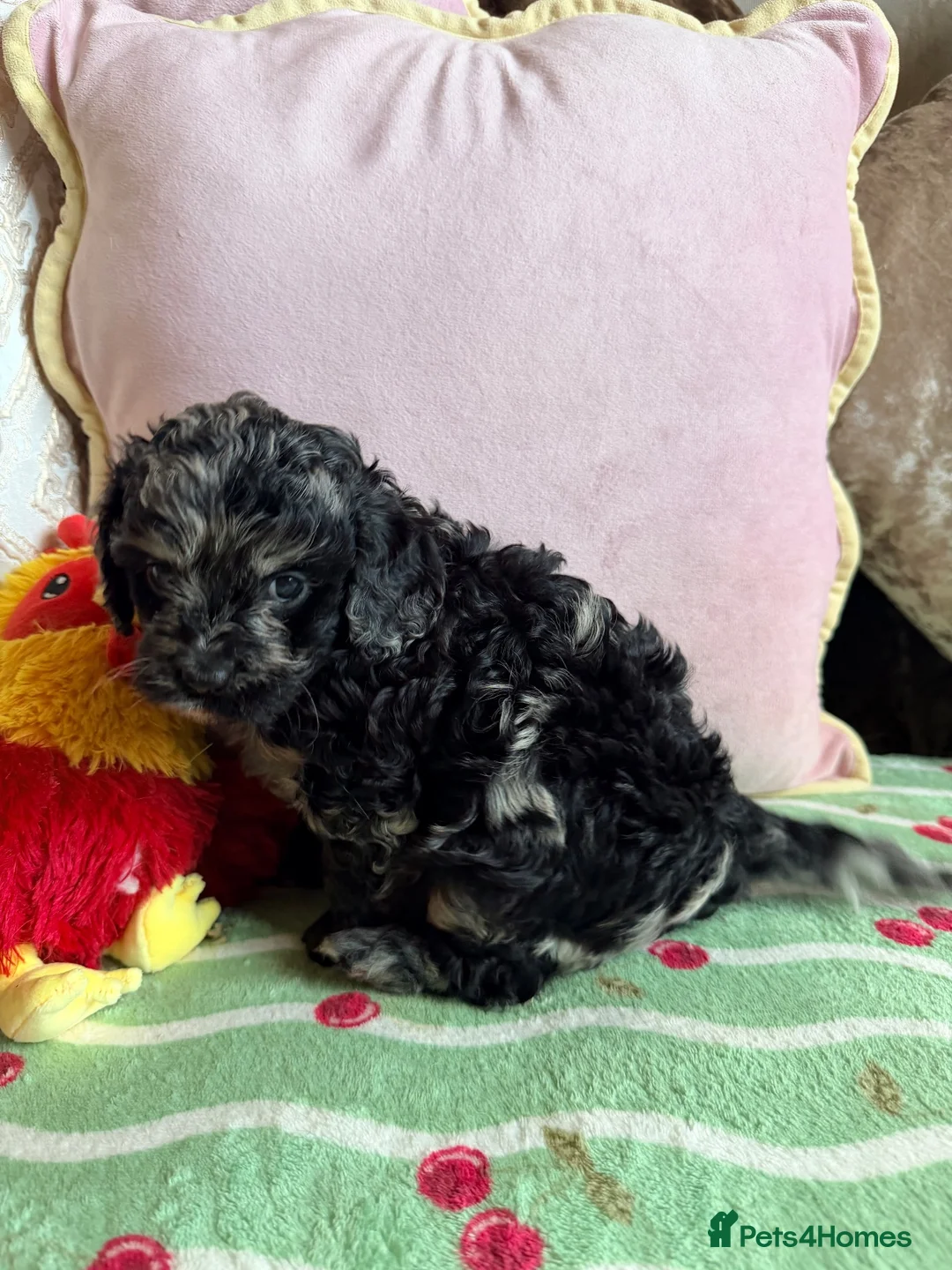 Cavapoo dogs for sale: F1 cavapoo puppies boys & girls  - Advert 2