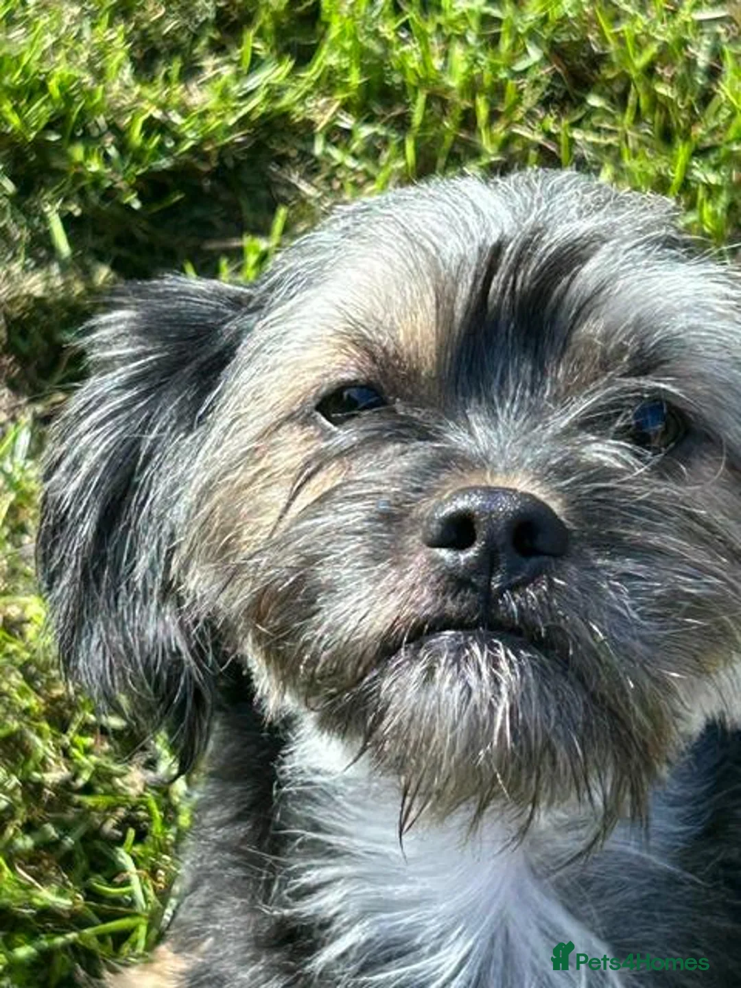 Mixed Breed dogs for sale: Chihuahua x Shih Tzu Boys—£350 Each Separate Homes - Advert 1