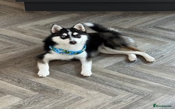 Pomsky dogs for stud: Pomsky Stud Available - NorthWest - Image 2
