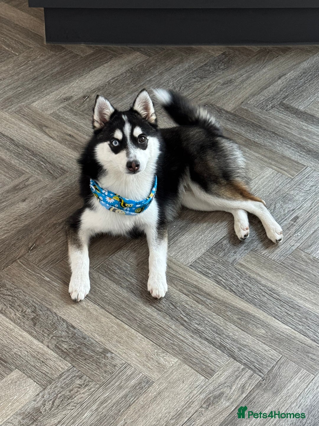 Pomsky dogs for stud: Pomsky Stud Available - NorthWest - Image 2