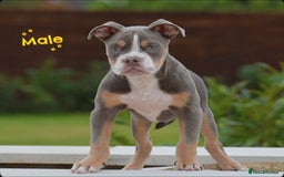 Old Tyme Bulldog dogs for sale: Why Settle for Less? 5⭐️Rated, 23 Years Experience - Image 14