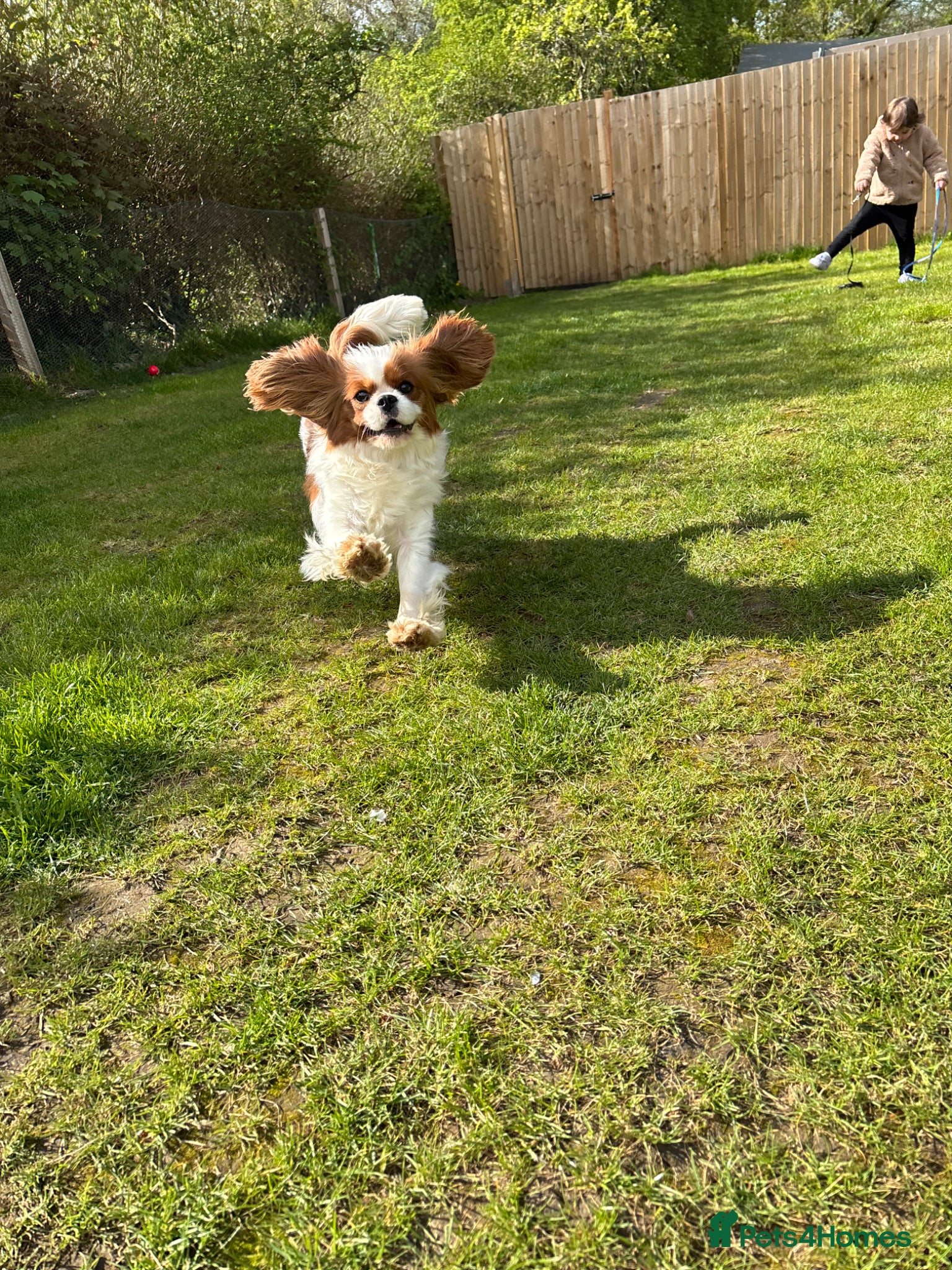 Cavalier King Charles Spaniel dogs Classic Cavalier King Charles Spaniel puppies - Advert 2