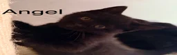British Shorthair cats for sale: Gorgeous black BSH kittens available.  - Advert 20