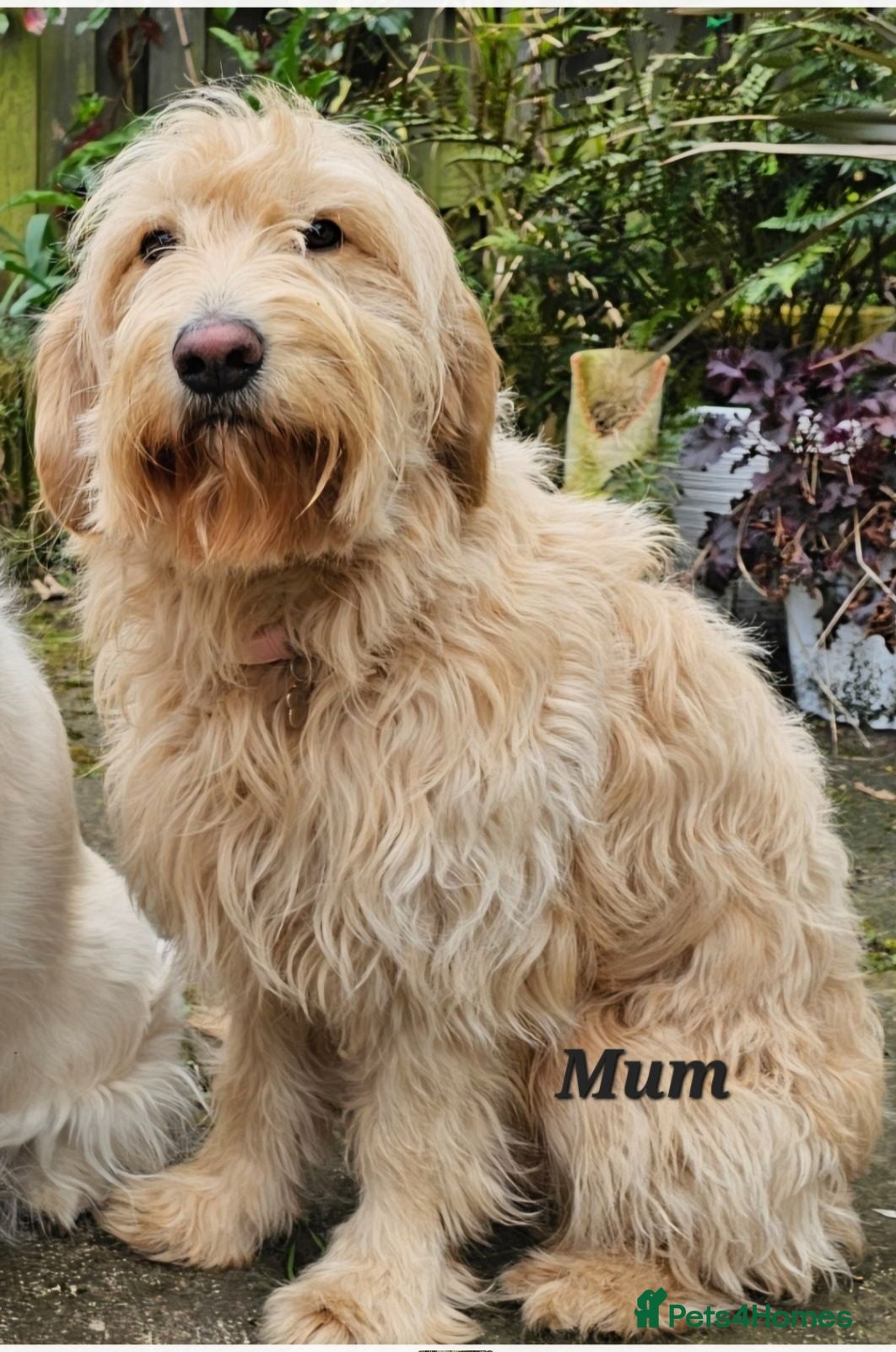 Mini Goldendoodle dogs Goldendoodle F1b Ready Now - Advert 1