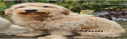 Mini Goldendoodle dogs for sale: Goldendoodle F1b  - Advert 10