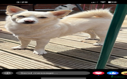 Pomsky dogs for sale: Rosie  - Image 6