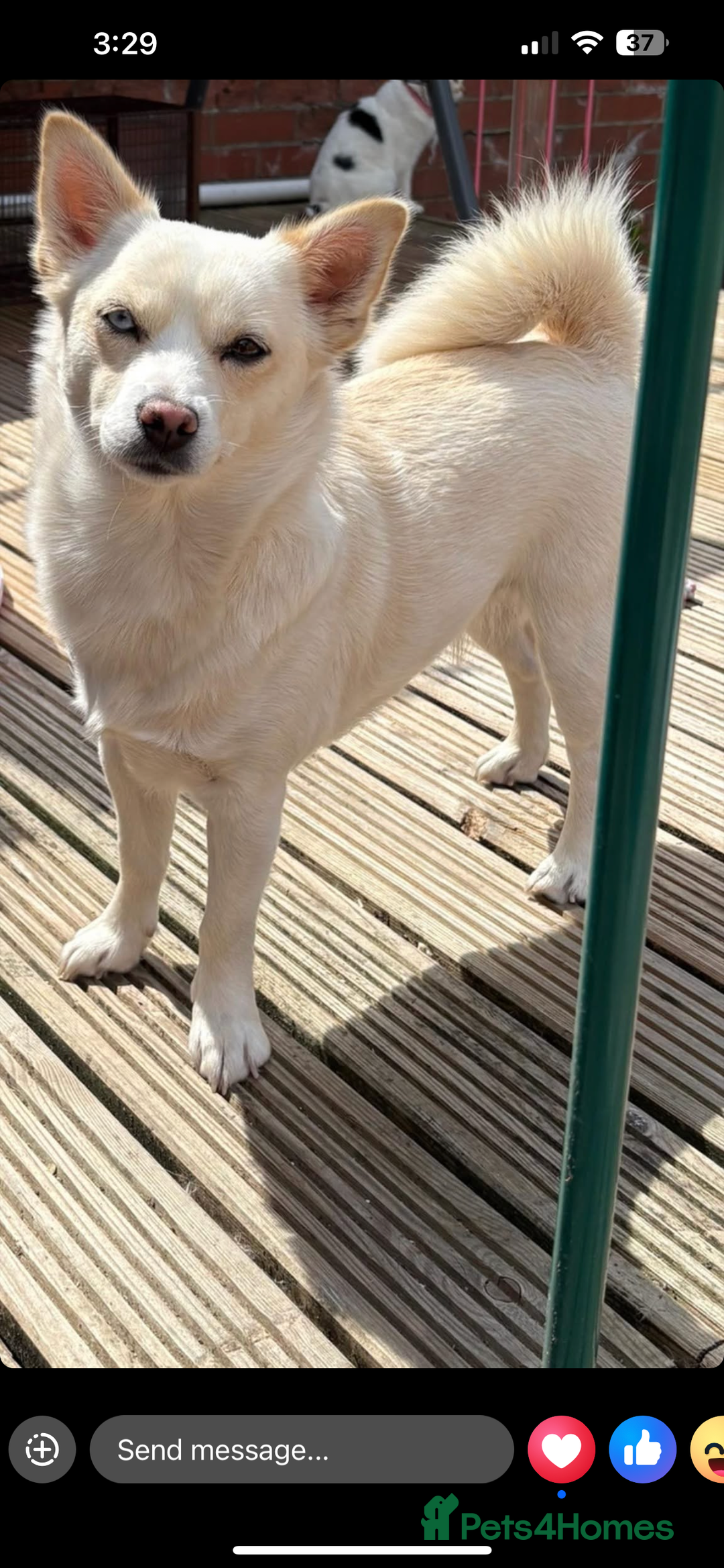 Pomsky dogs for sale: Rosie  - Image 6