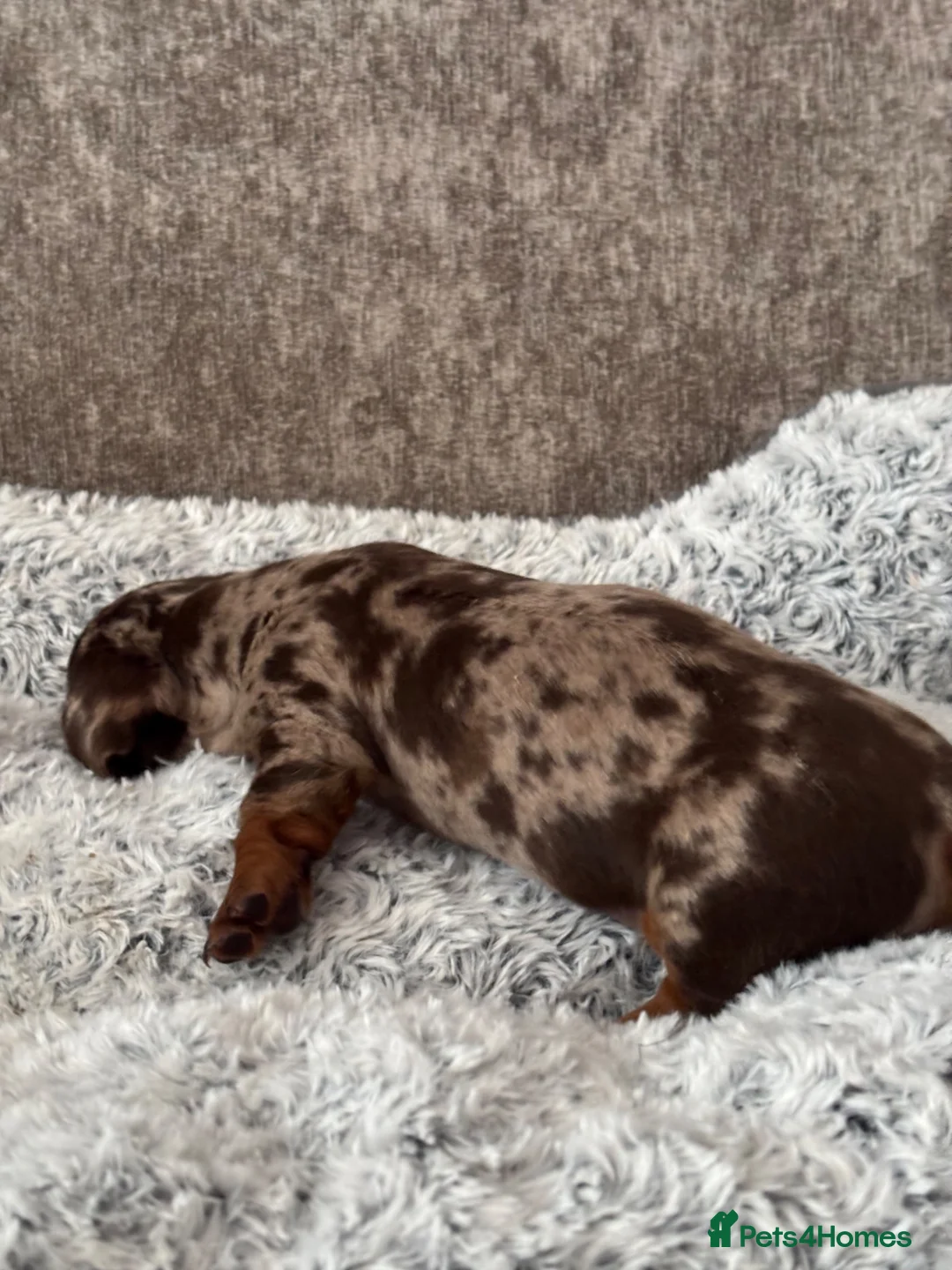 Miniature Dachshund dogs for sale: Miniature Dachshunds Smooth Haired KC Registered. - Advert 25